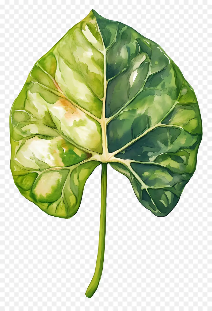 Hoja De Acuarela，Hoja Verde Y Blanca PNG