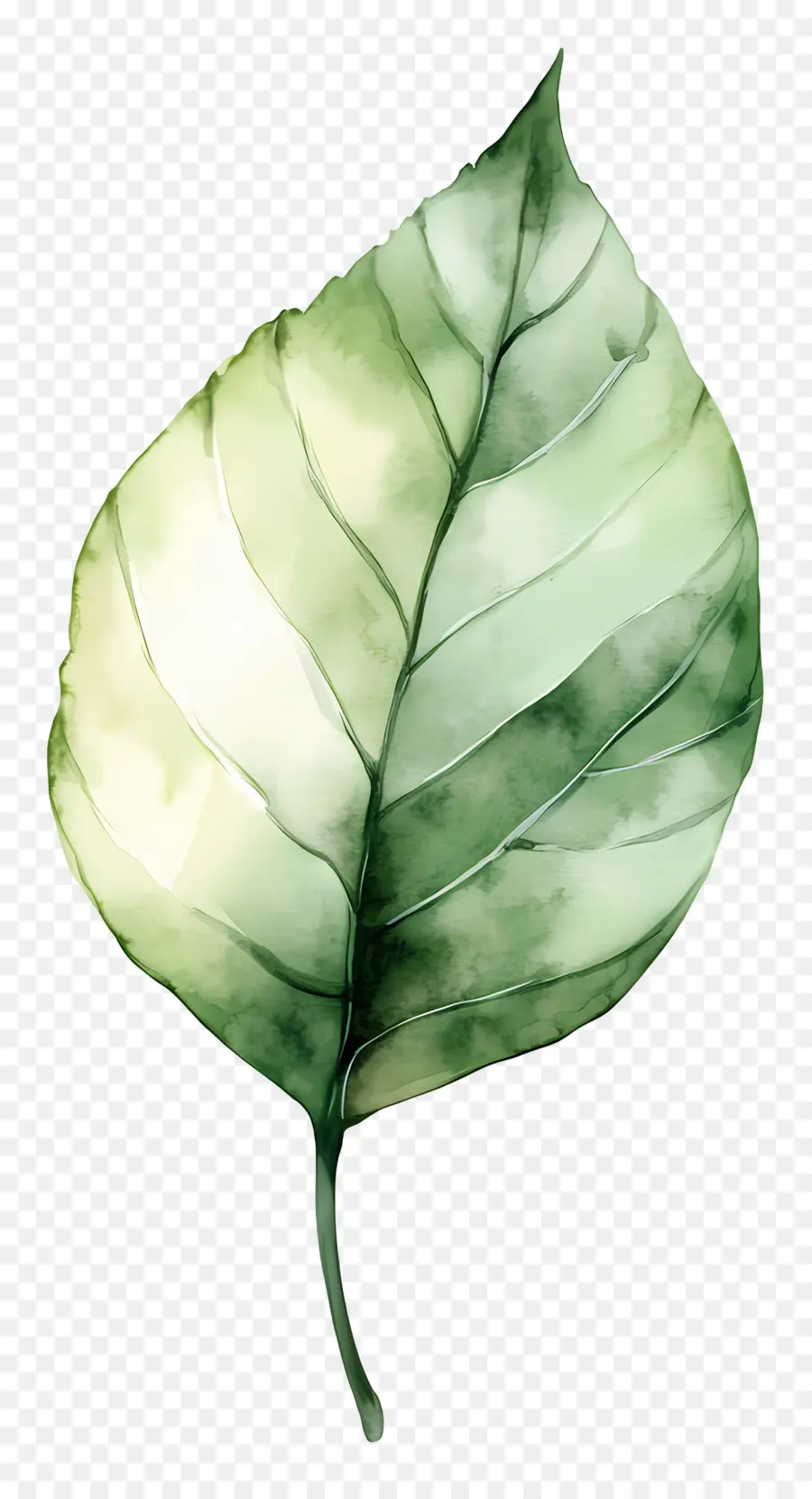 Hoja De Acuarela，Hoja Verde PNG