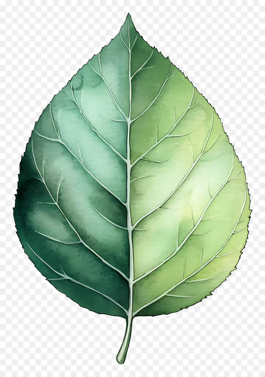 Hoja De Acuarela，Hoja Verde PNG