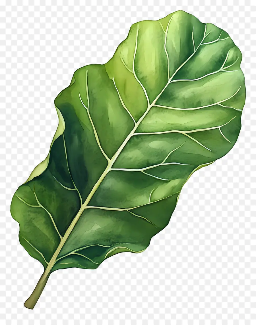 Hoja De Acuarela，Hoja Verde Y Blanca PNG