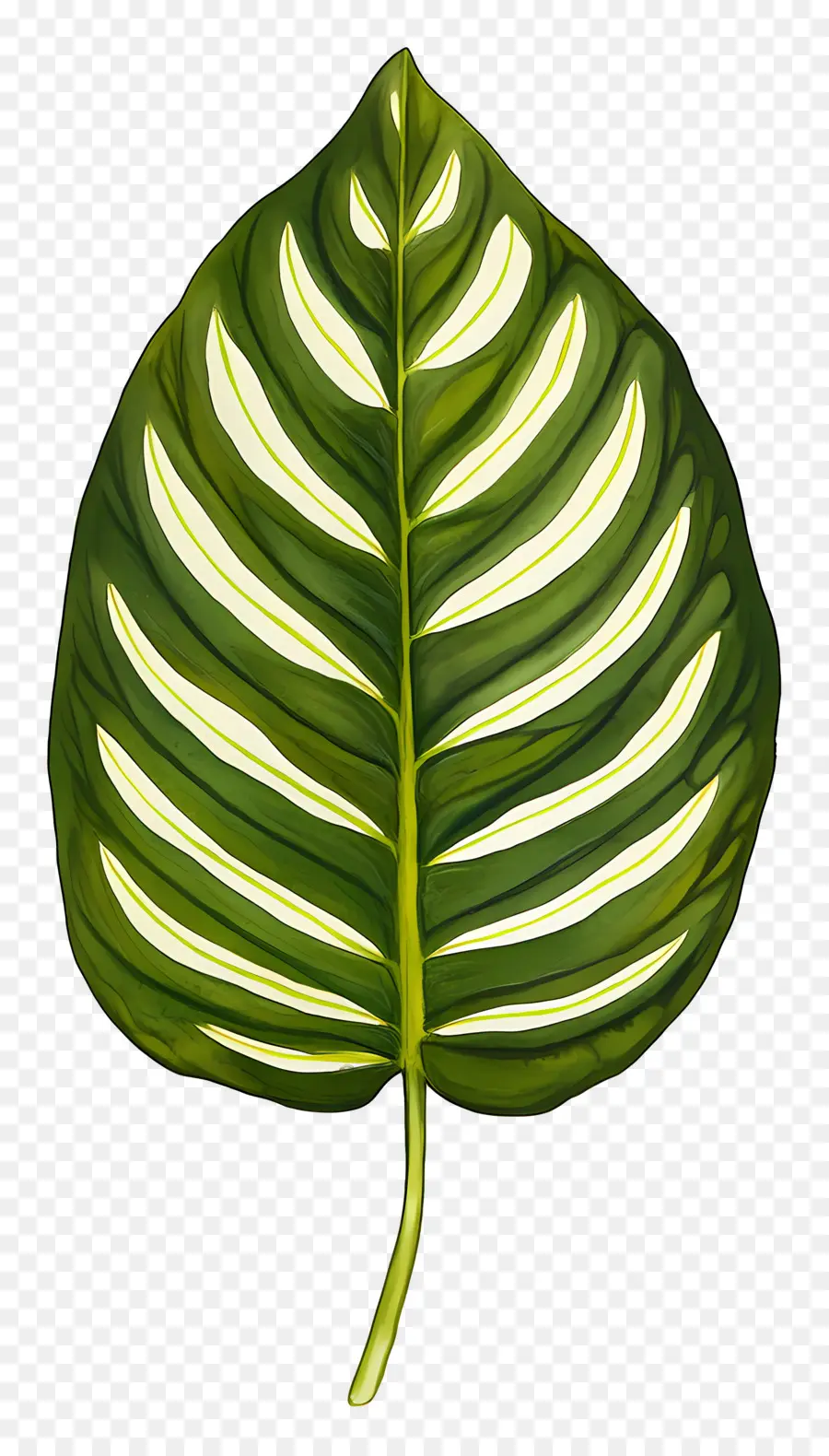 Hoja De Acuarela，Hoja Verde PNG