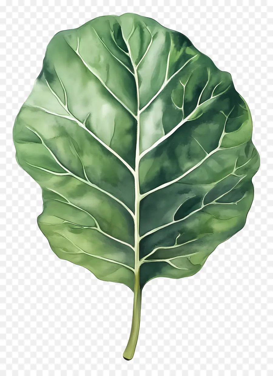 Hoja De Acuarela，Hoja PNG