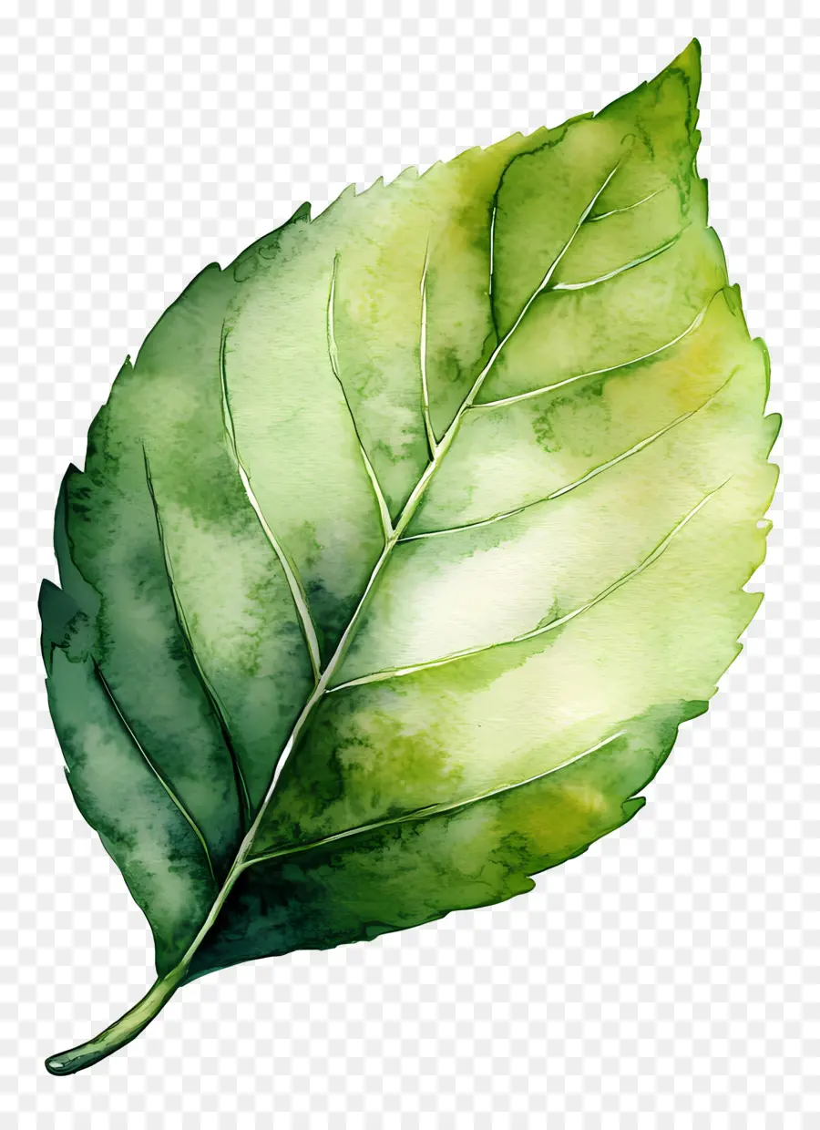 Hoja De Acuarela，Hoja Verde PNG