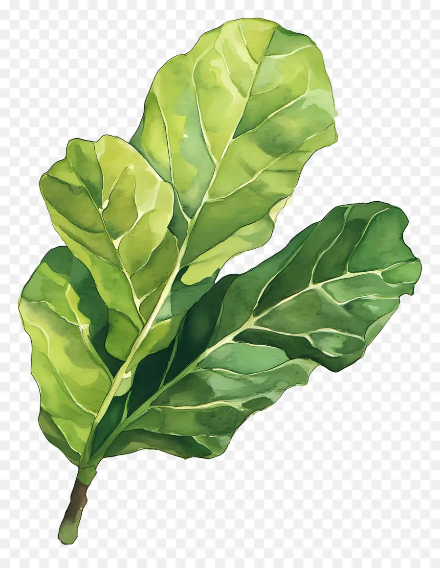 Hoja De Acuarela，Hoja Verde Y Blanca PNG