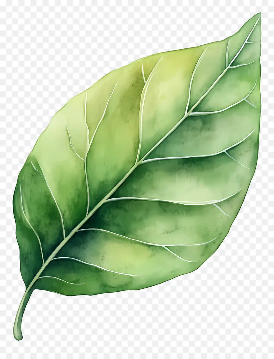 Hoja De Acuarela，Hoja Verde PNG