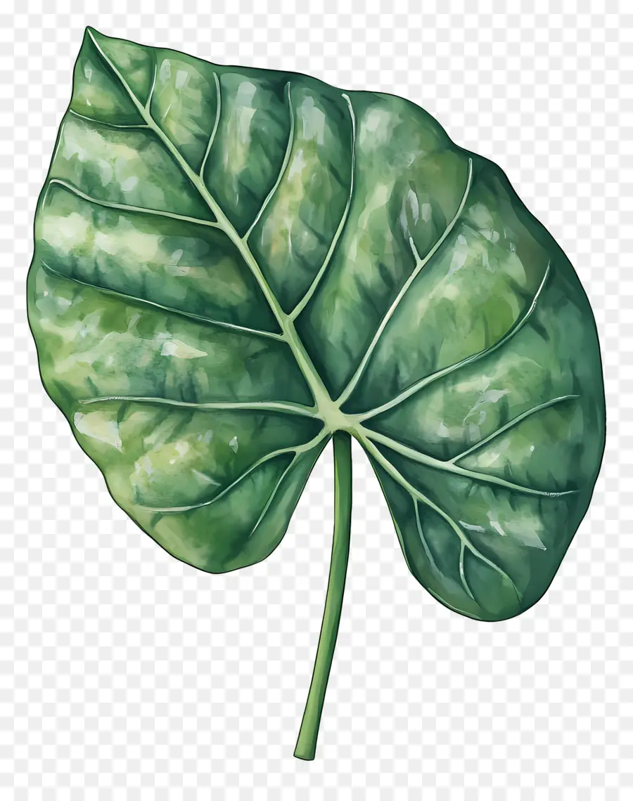 Hoja De Acuarela，Hoja Verde Y Blanca PNG