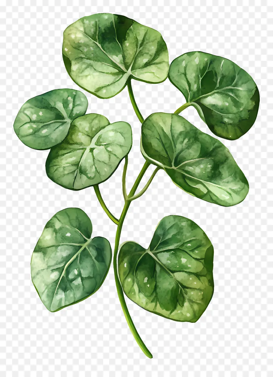 Hoja De Acuarela，Hojas Verdes PNG