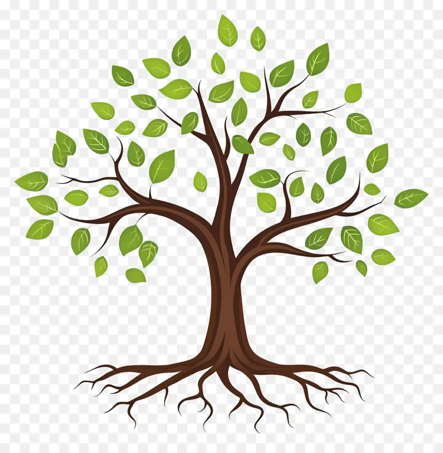 árbol Con Raíces，Árbol PNG