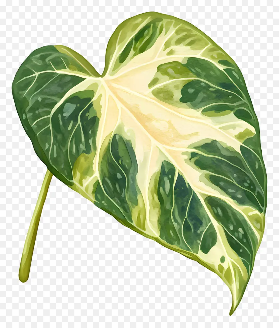 Hoja De Acuarela，Hoja Verde Y Blanca PNG