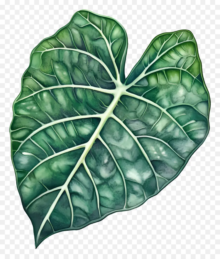 Hoja De Acuarela，Hoja Verde Y Blanca PNG