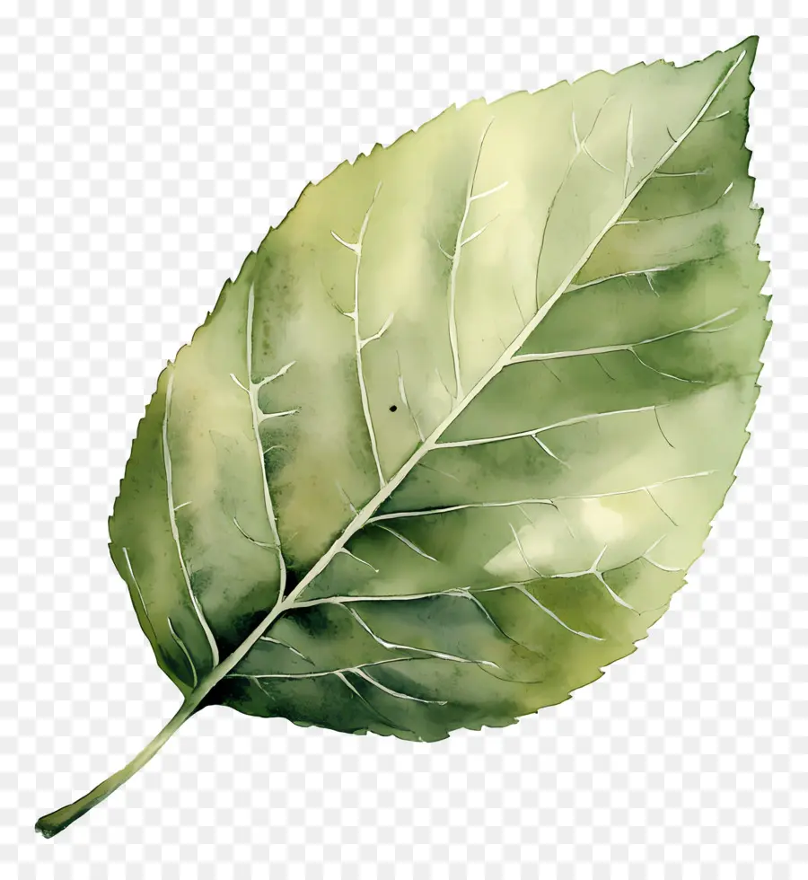 Hoja De Acuarela，Hojas Verdes PNG