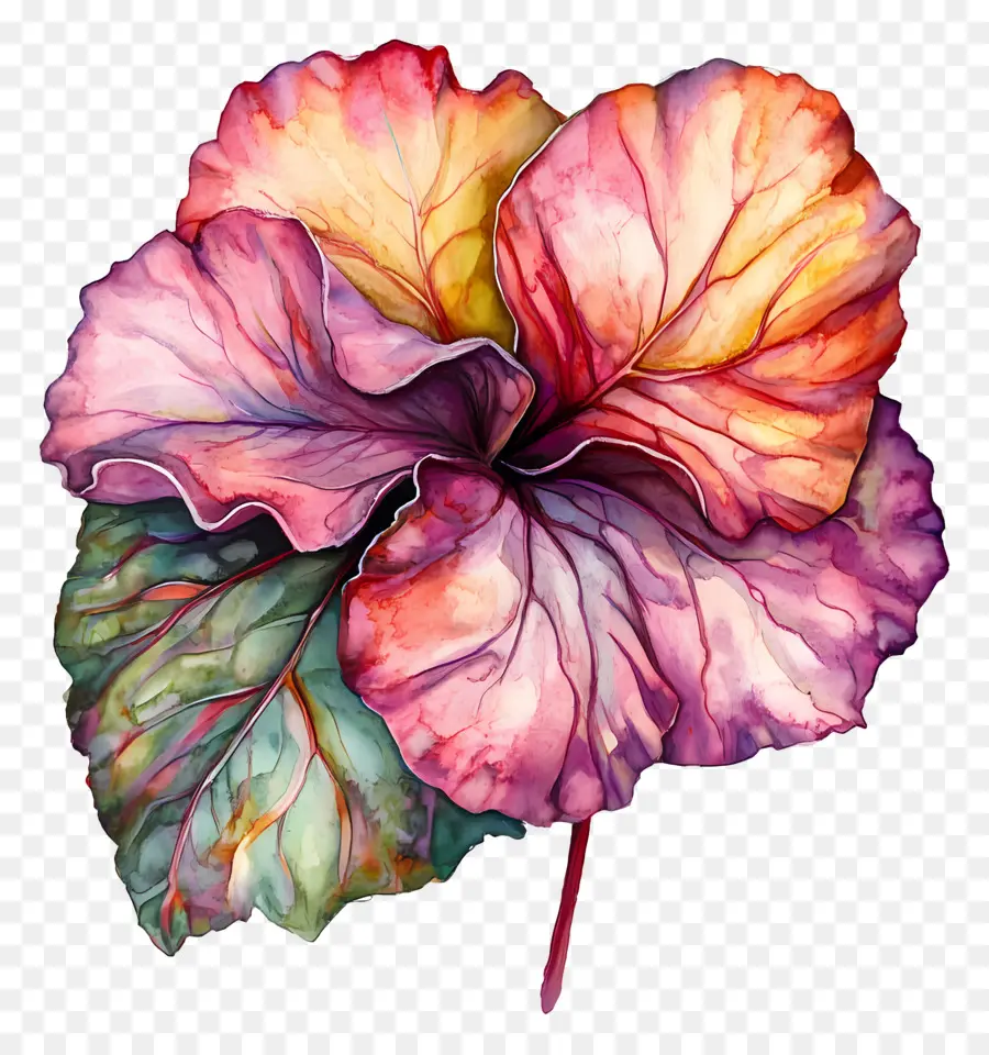 Hoja De Acuarela，Flor Colorida PNG