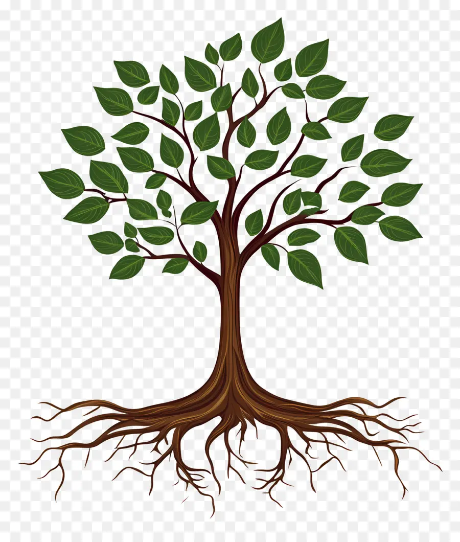 árbol Con Raíces，Árbol PNG