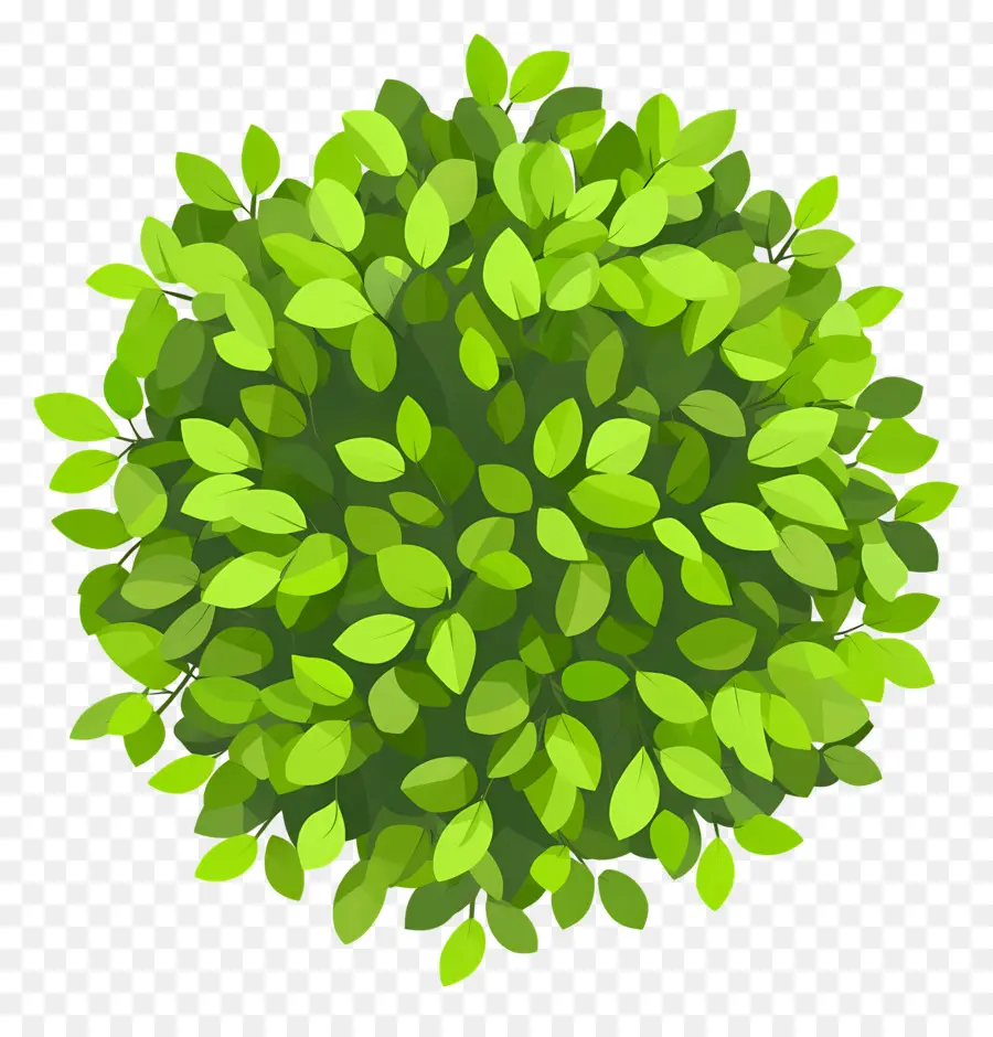 Plan De Arbol Verde，Arbusto PNG