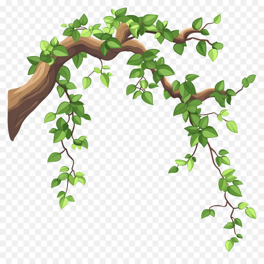 árbol Denso，Rama De Vid PNG