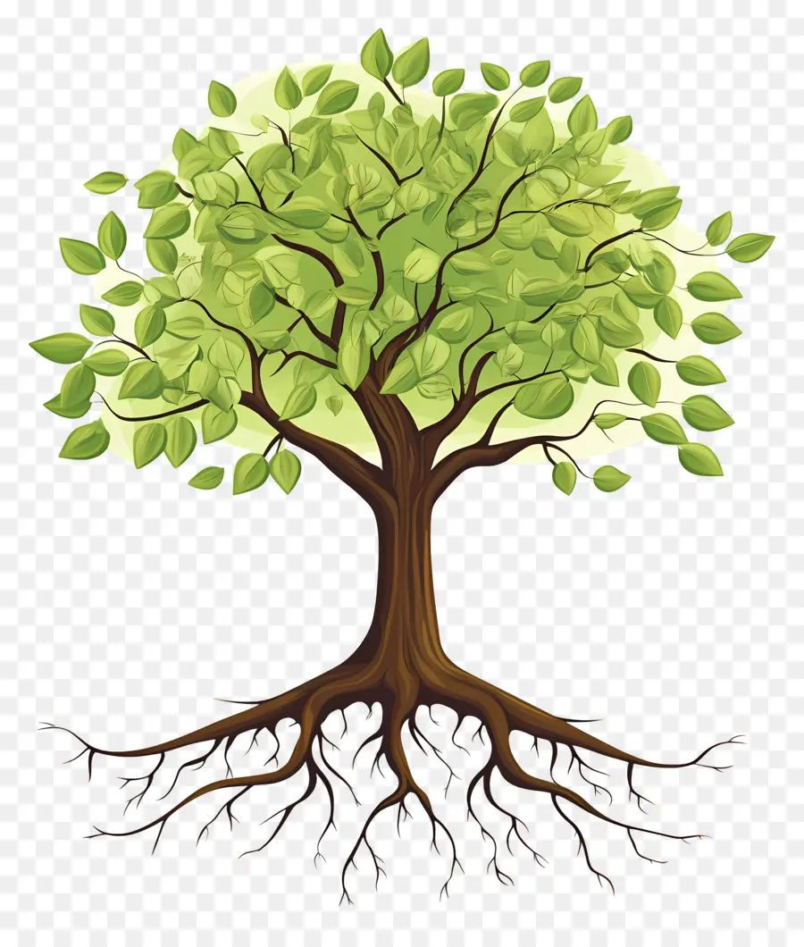 árbol Con Raíces，Árbol PNG