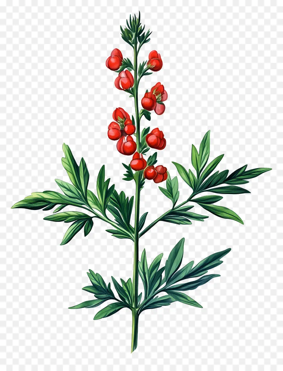 Frutos Rojos，Planta PNG