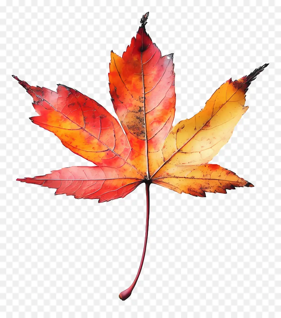 Hoja De Otoño，Caer PNG