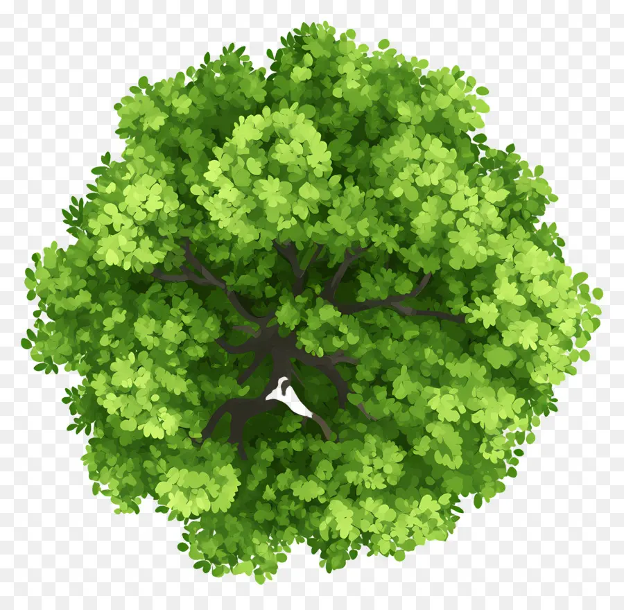 Plan De Arbol Verde，árbol Verde PNG