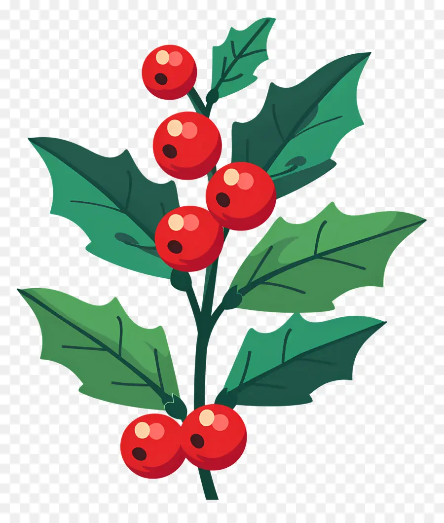 Acebo De Navidad，Acebo PNG