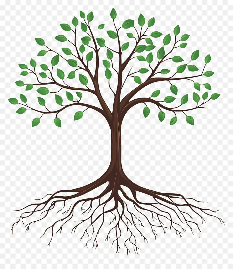 árbol Con Raíces，Árbol PNG