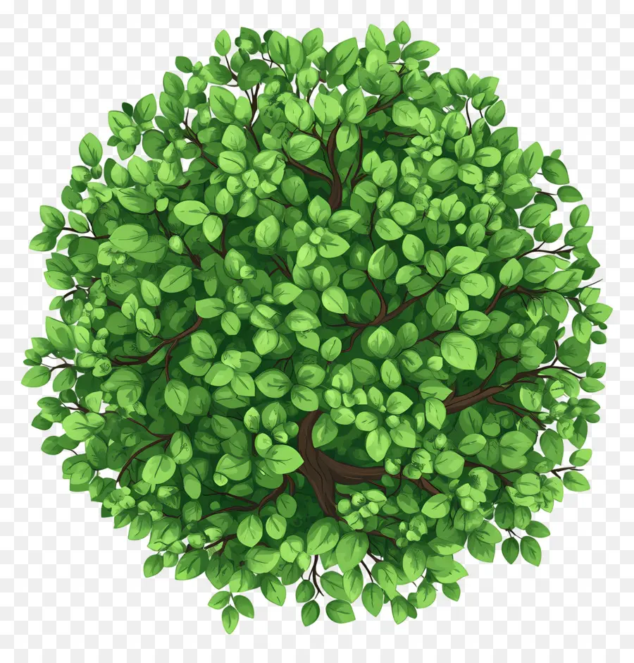 Plan De Arbol Verde，árbol Verde PNG