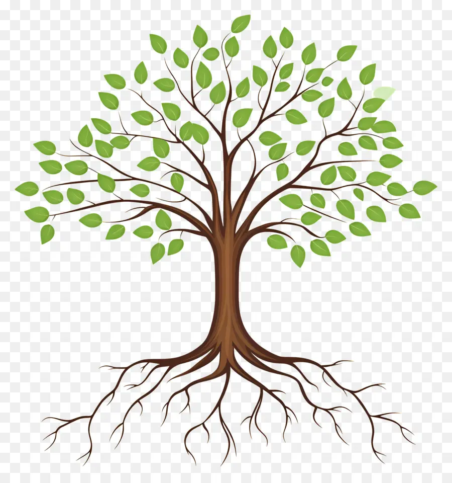 árbol Con Raíces，Árbol PNG