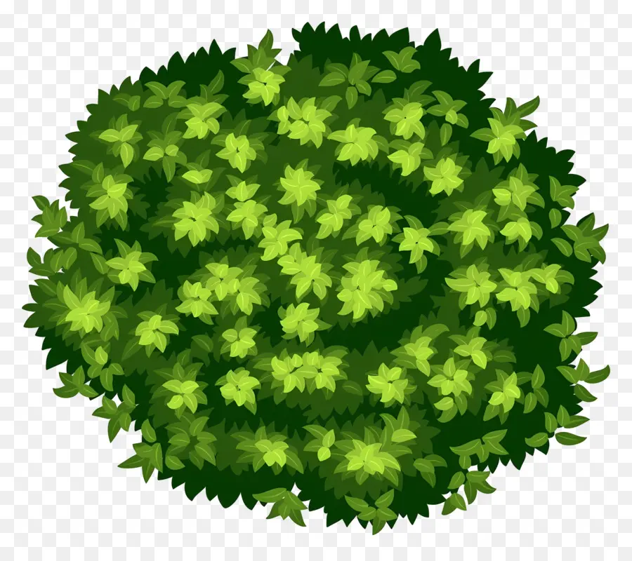 Plano De árbol，Arbusto Verde PNG