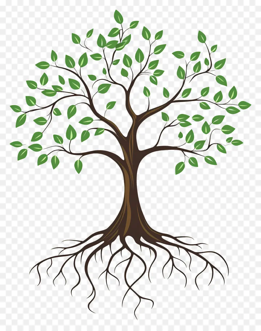 árbol Con Raíces，Árbol PNG