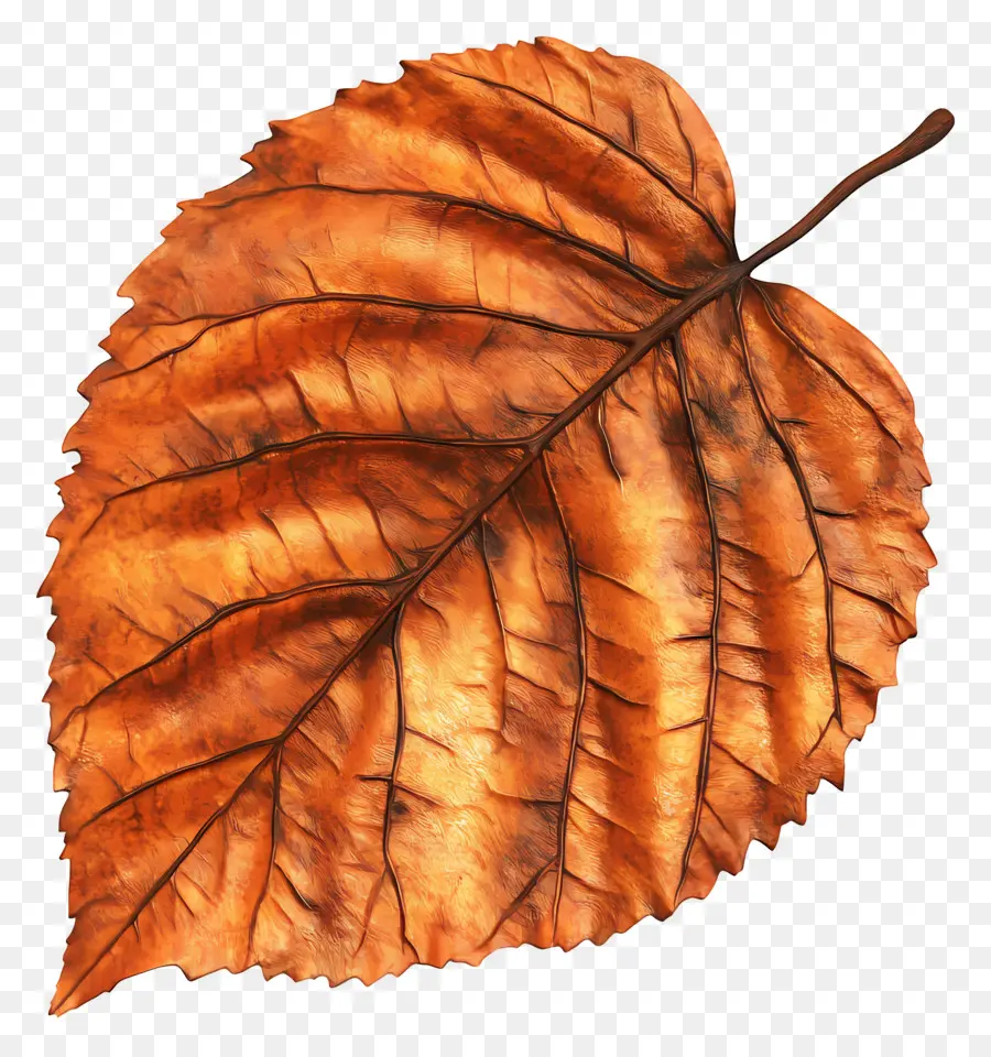 Hoja De Otoño，Caer PNG