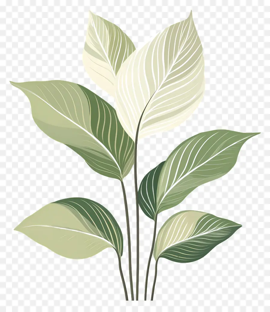 Planta Verde，Planta PNG