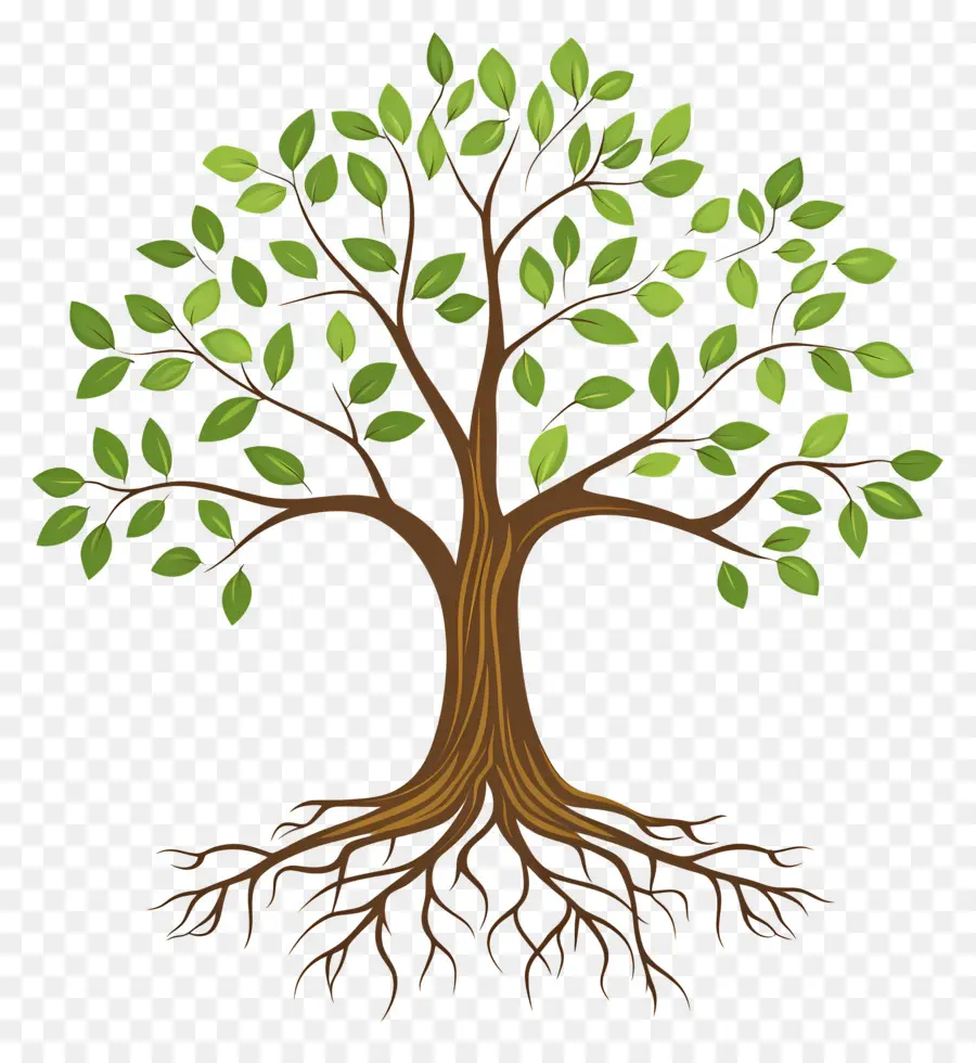 árbol Con Raíces，Árbol PNG