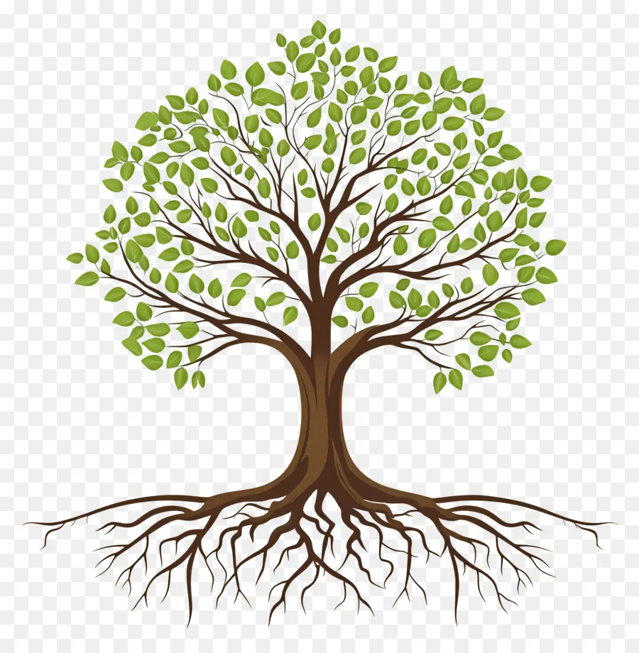 árbol Con Raíces，Árbol PNG