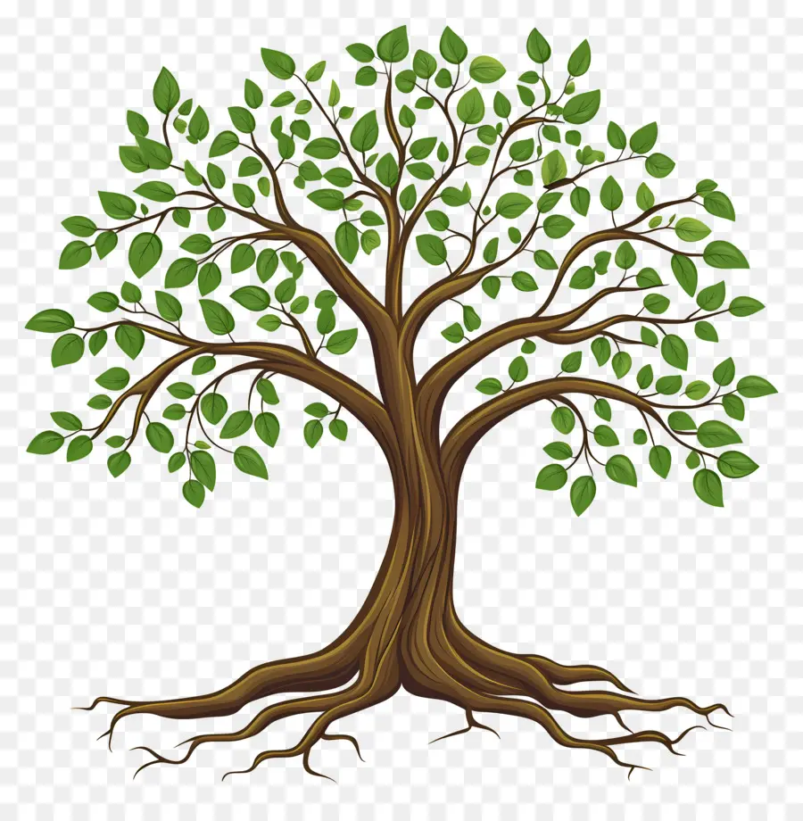 árbol Con Raíces，Árbol PNG