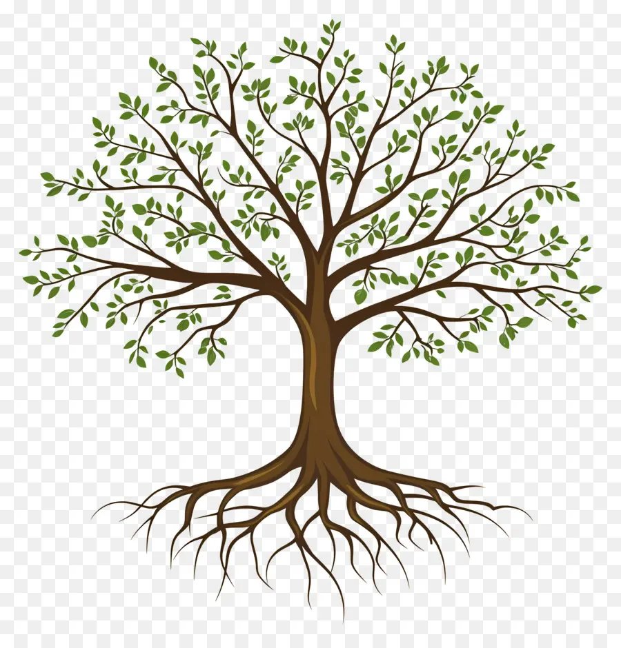 árbol Con Raíces，Árbol PNG