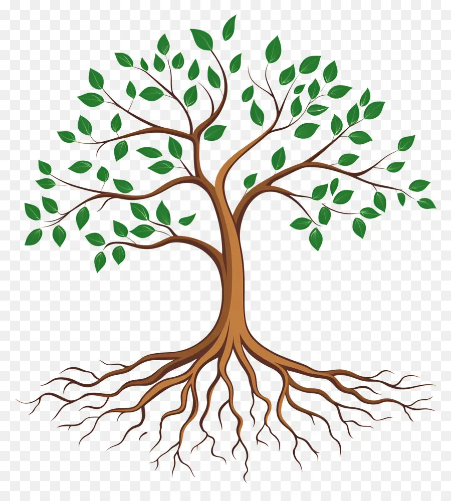 árbol Con Raíces，Árbol PNG