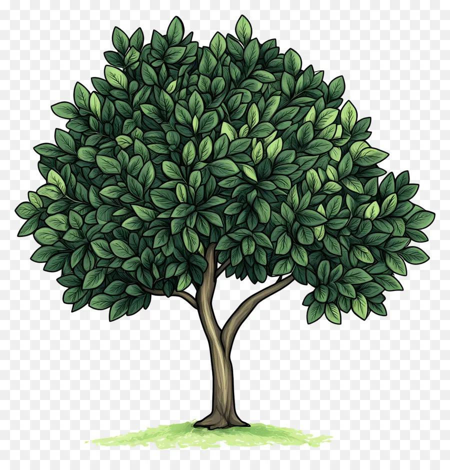 árbol Denso，árbol PNG