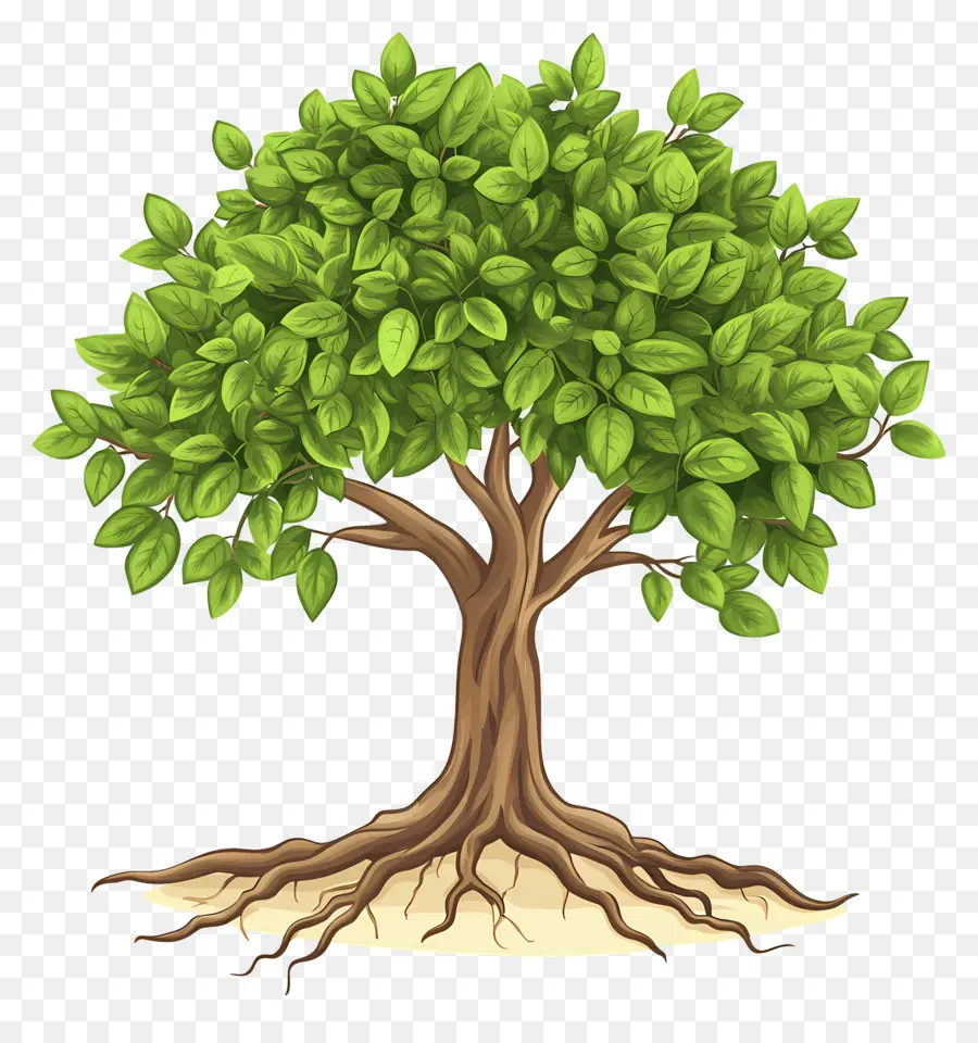 árbol Con Raíces，árbol Verde PNG