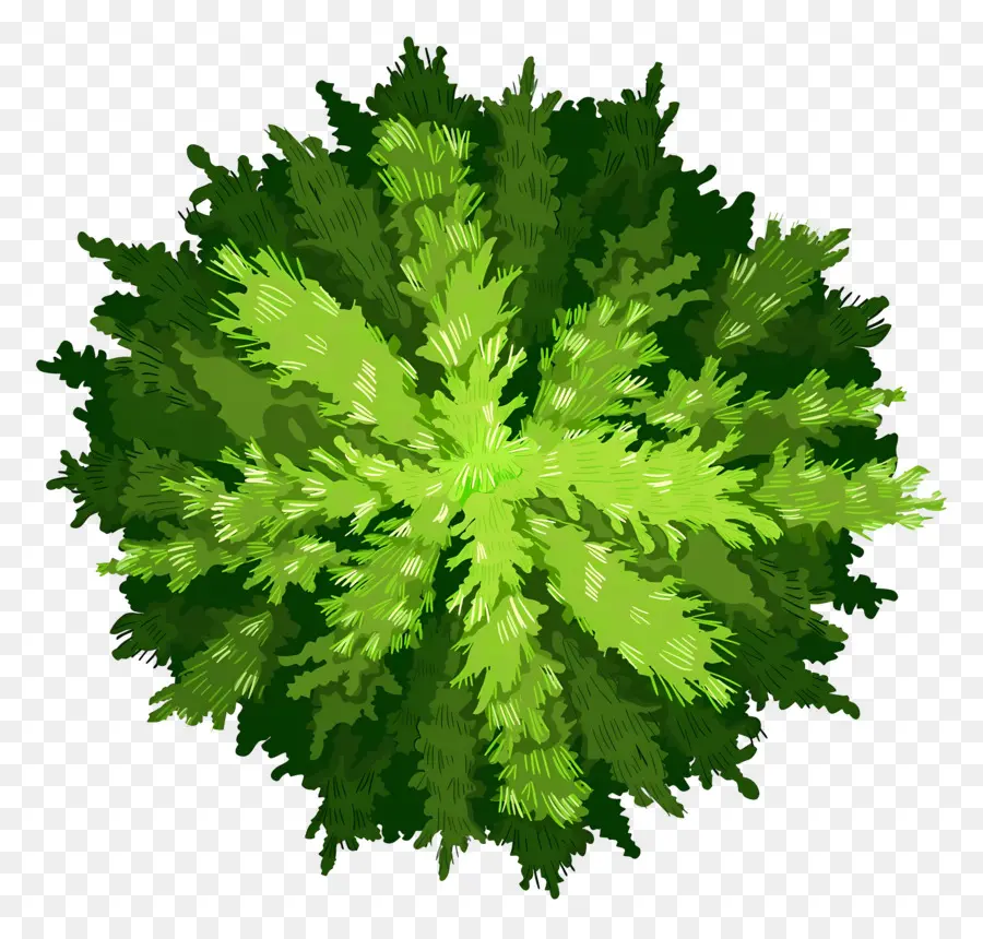 Plano De árbol，Arbusto Verde PNG