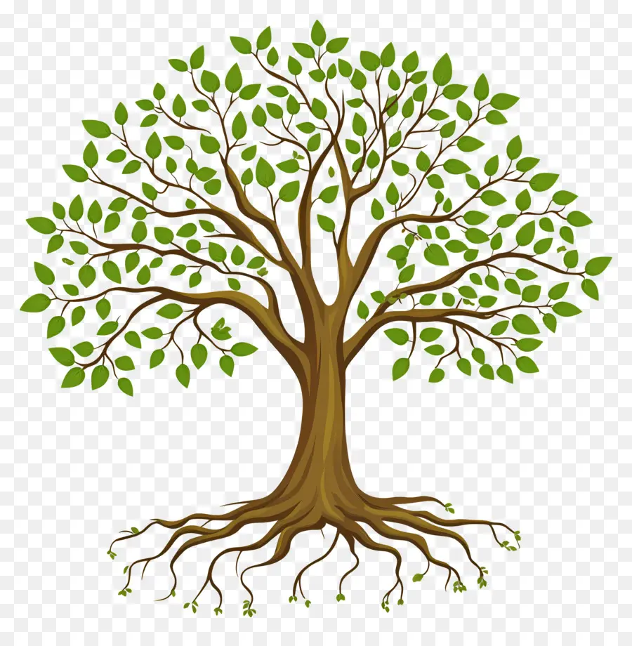 árbol Con Raíces，Árbol PNG