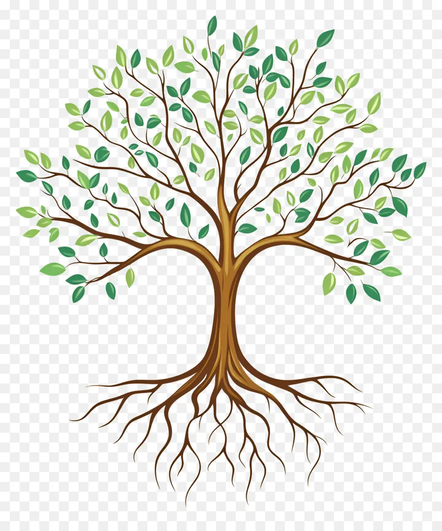 árbol Con Raíces，Árbol PNG