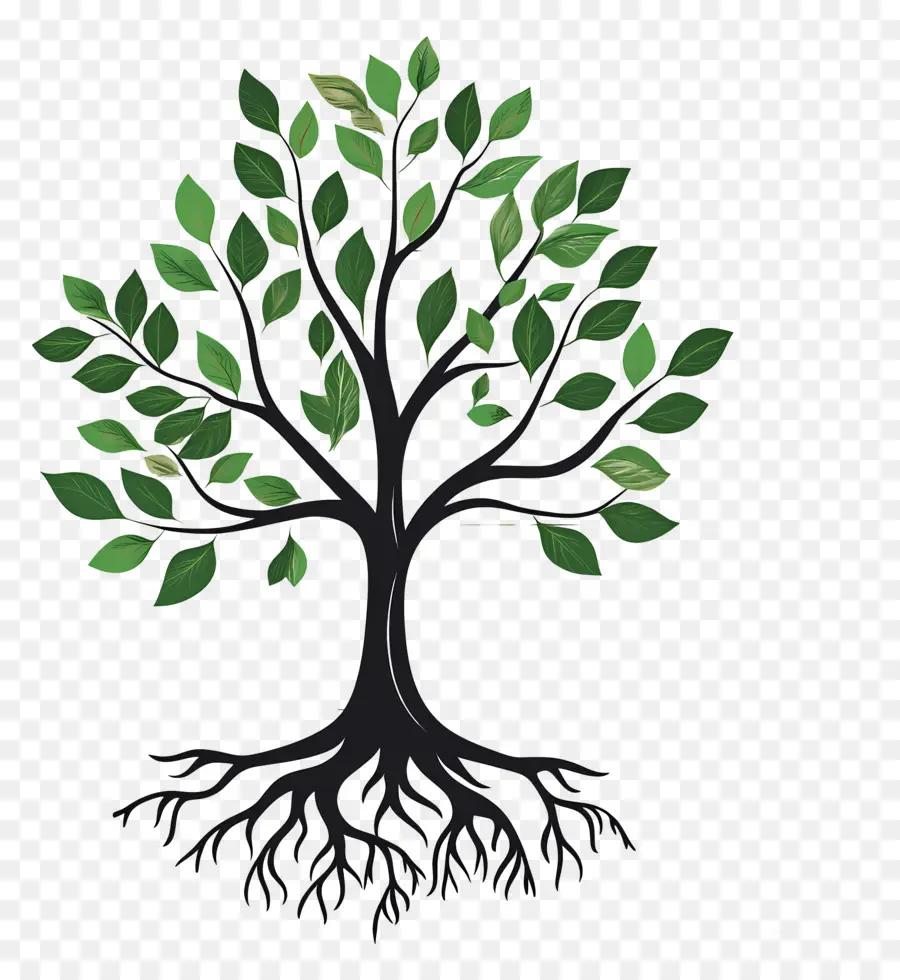 árbol Con Raíces，Árbol PNG