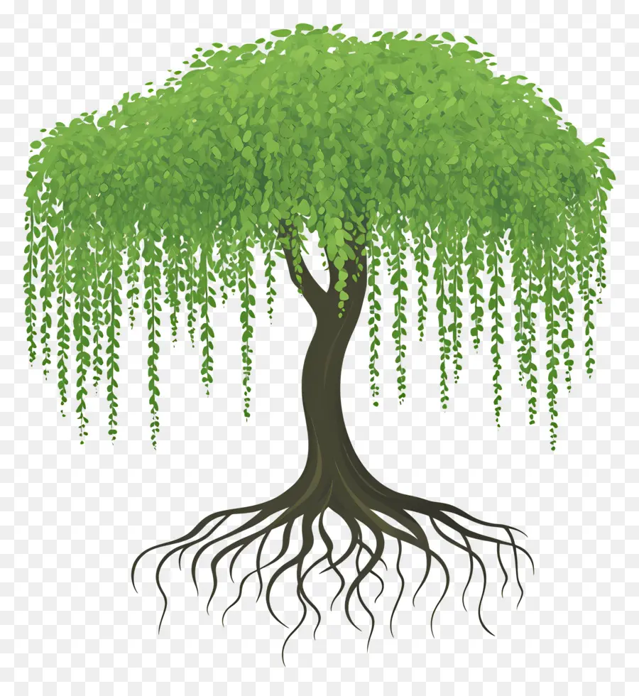 árbol Denso，árbol Verde PNG