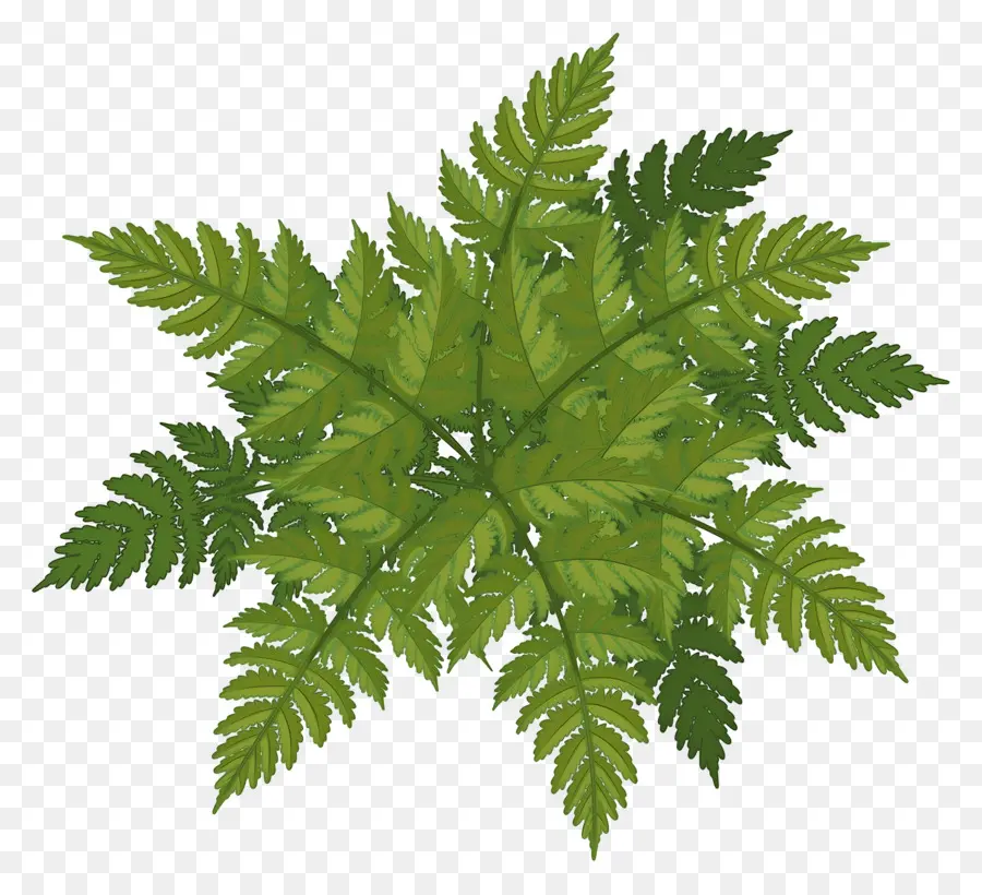 Plano De árbol，Helecho Verde PNG