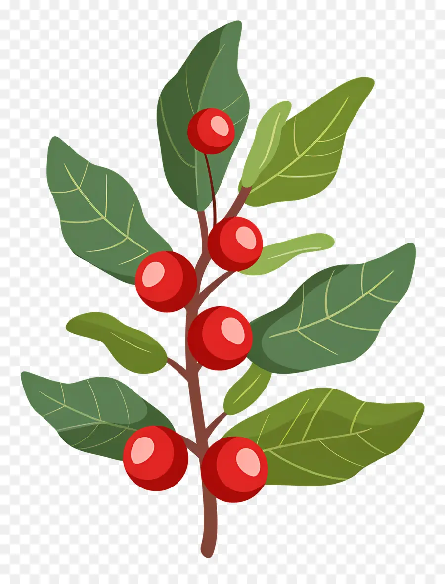 Acebo De Navidad，Frutos Rojos PNG