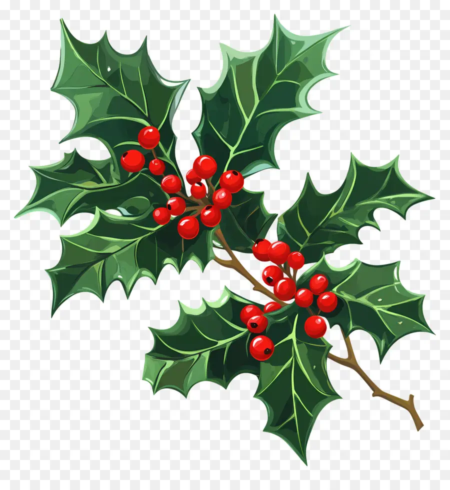 Acebo De Navidad，Hojas Y Bayas De Acebo PNG