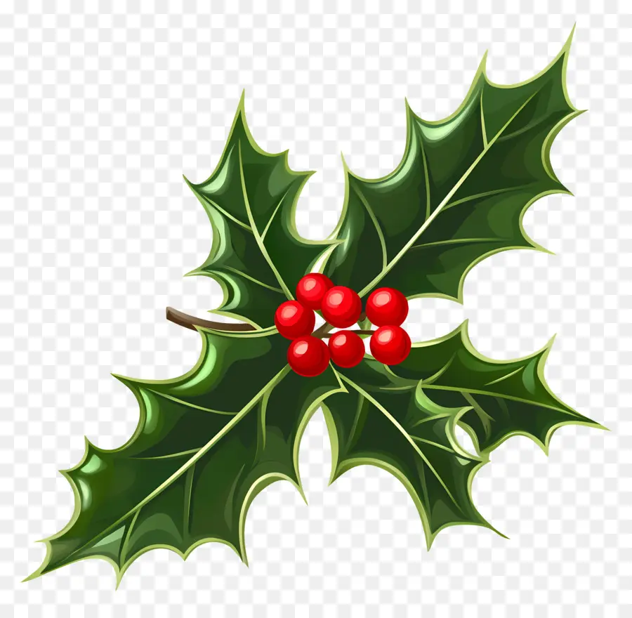 Acebo De Navidad，Hojas Y Bayas De Acebo PNG