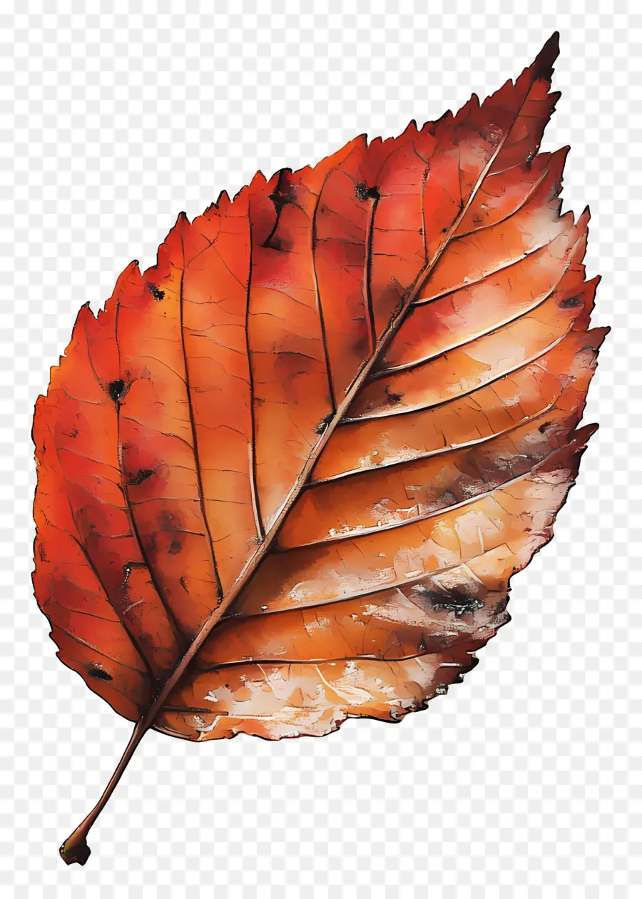 Hoja De Otoño，Caer PNG