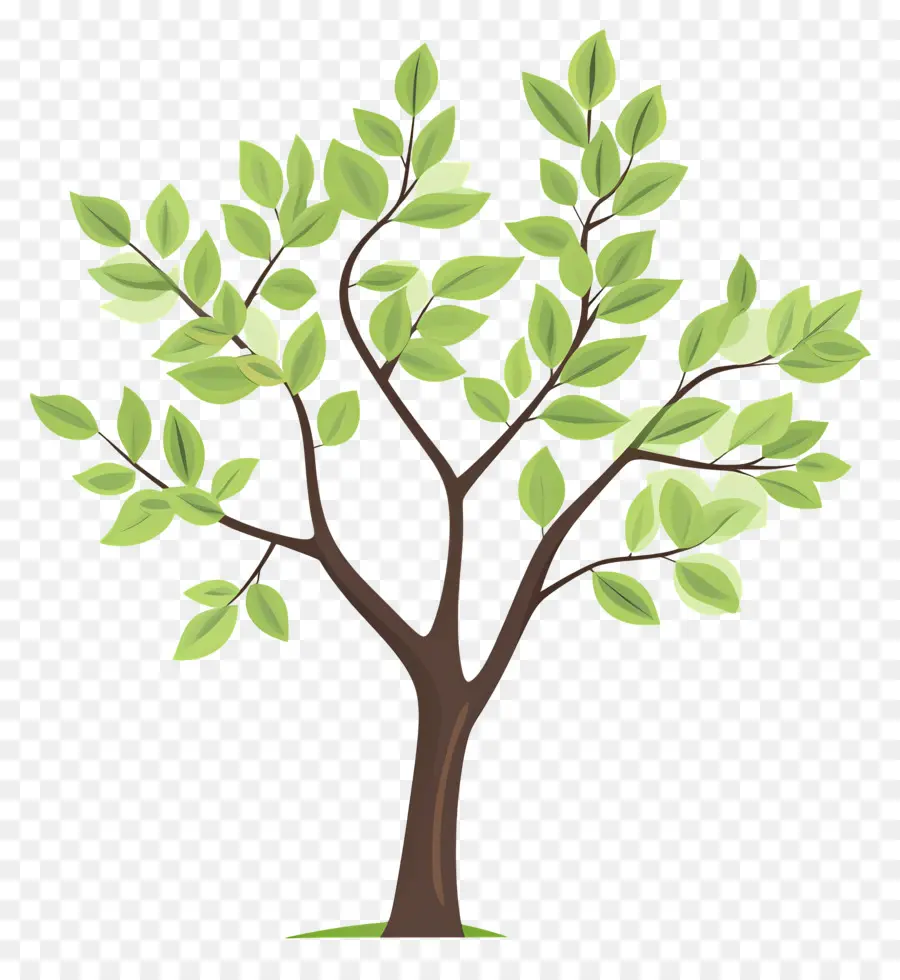 Arbol Sencillo，Árbol PNG