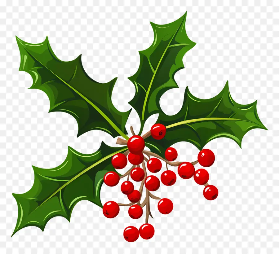 Acebo De Navidad，Hojas Y Bayas De Acebo PNG